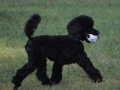 valp-2
